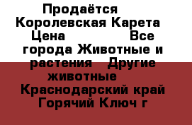 Продаётся!     Королевская Карета › Цена ­ 300 000 - Все города Животные и растения » Другие животные   . Краснодарский край,Горячий Ключ г.